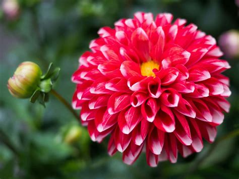 dahlia flower.